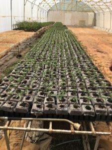 Tomatoes in Grow Blocks 2