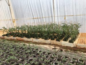 Tomatoes in Grow Blocks