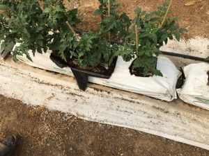 Tomatoes in growblocks placed on growbags